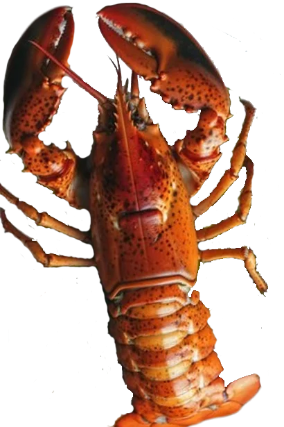 Lobster